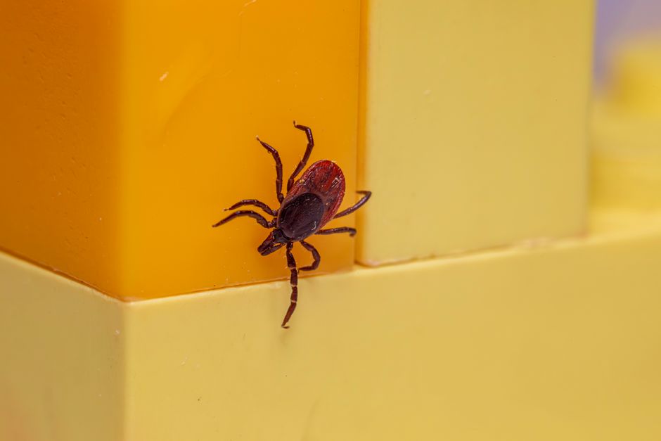 does a tick bite itch