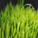 does green tea improve fertility
