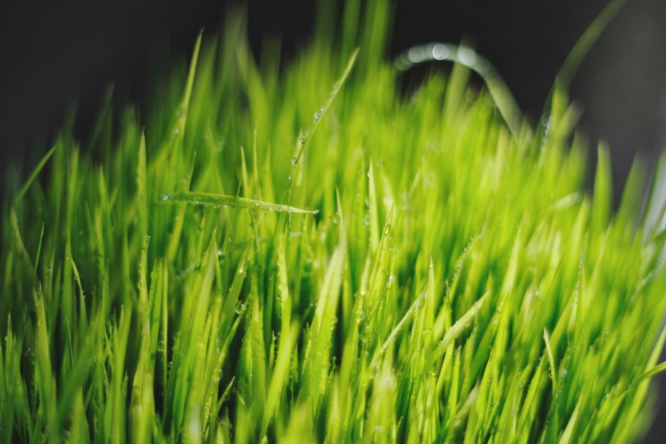 does green tea improve fertility