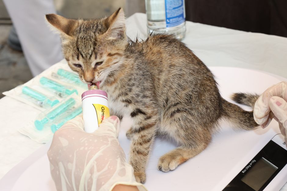 does kitten formula cause diarrhea and how to prevent it
