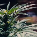 does sativa or indica make you sleepy