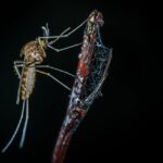 does vanilla repel mosquitoes
