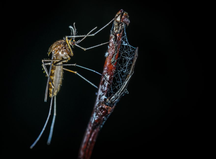 does vanilla repel mosquitoes