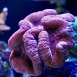 how common are colon polyps prevalence by age