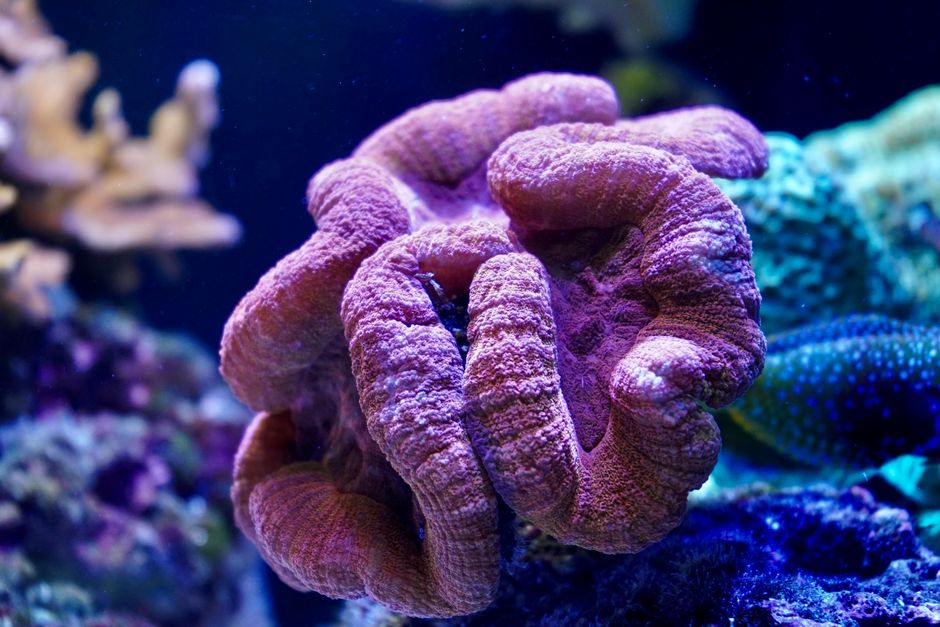 how common are colon polyps prevalence by age