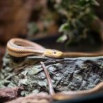 how deadly are cottonmouths what the venom does