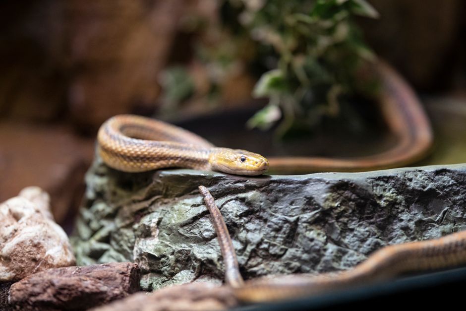 how deadly are cottonmouths what the venom does