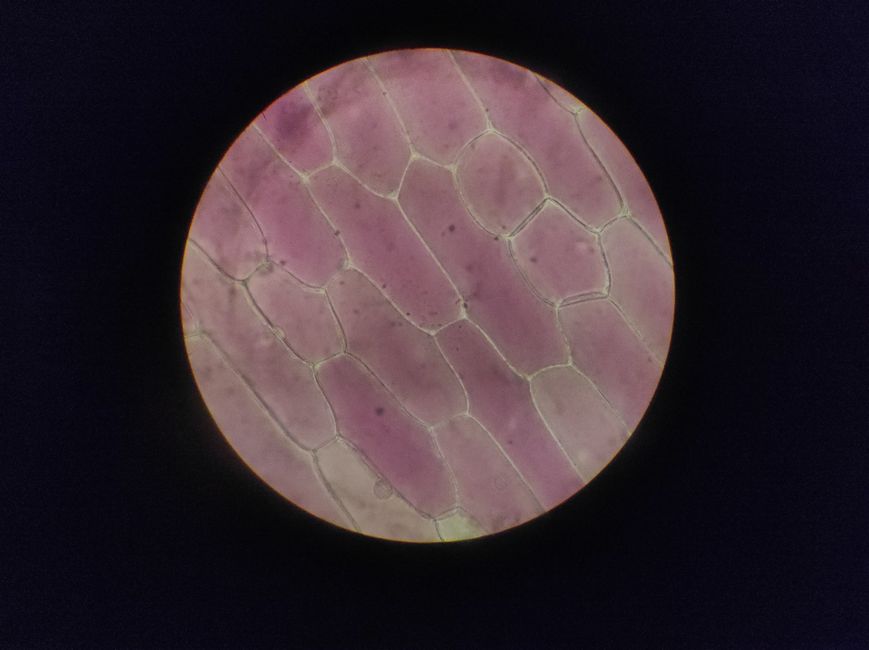 how did schleiden contribute to the cell theory
