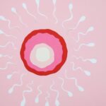 how do cells reproduce mitosis meiosis fission