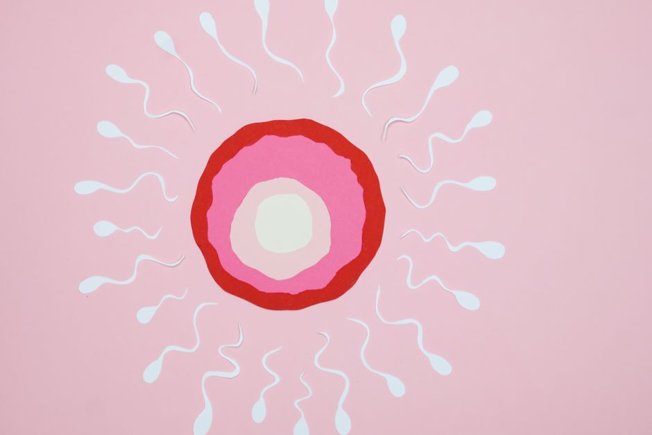 how do cells reproduce mitosis meiosis fission