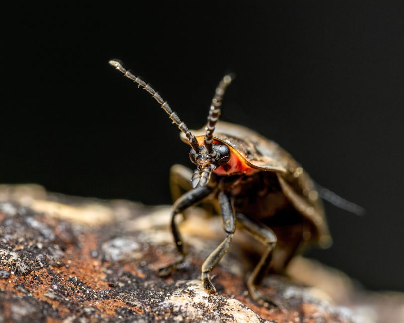 how do fireflies reproduce from mating to larvae