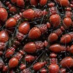 how do fleas reproduce