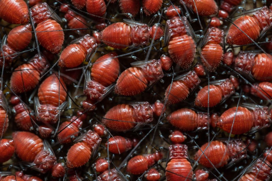 how do fleas reproduce