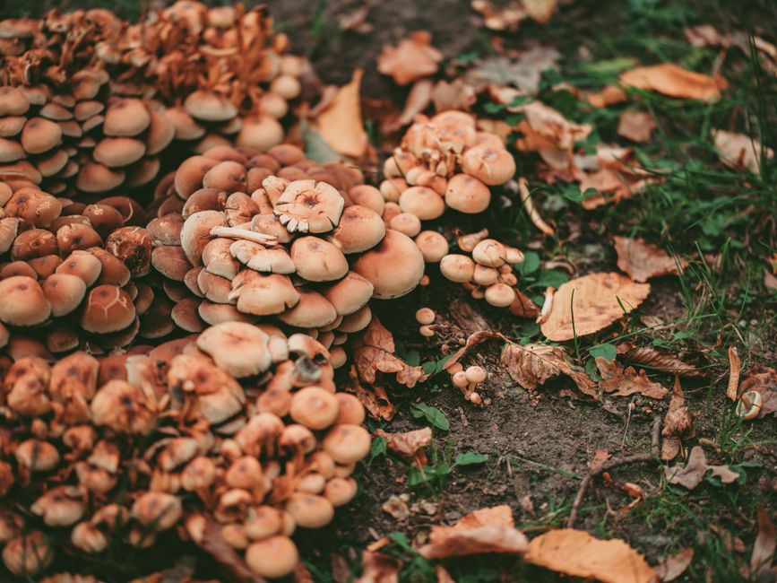 how do fungi help the environment