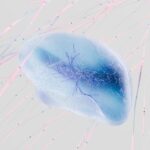 how do neurons transmit information to each other