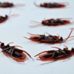 how do you find bed bugs