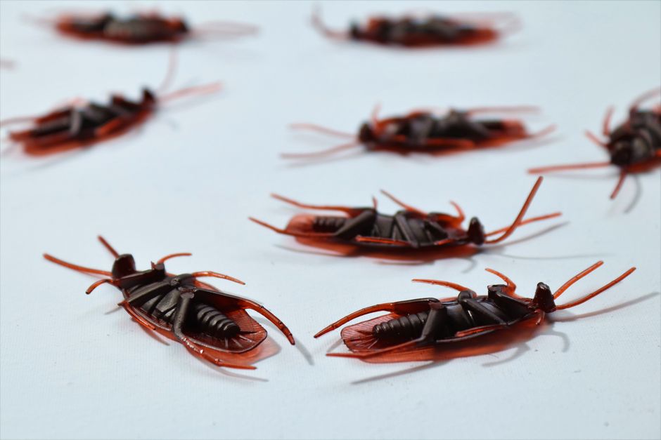 how do you find bed bugs
