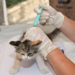 how do you know if a kitten has rabies symptoms