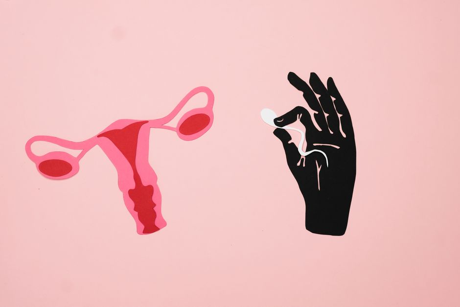 how do you know if your egg is fertilized