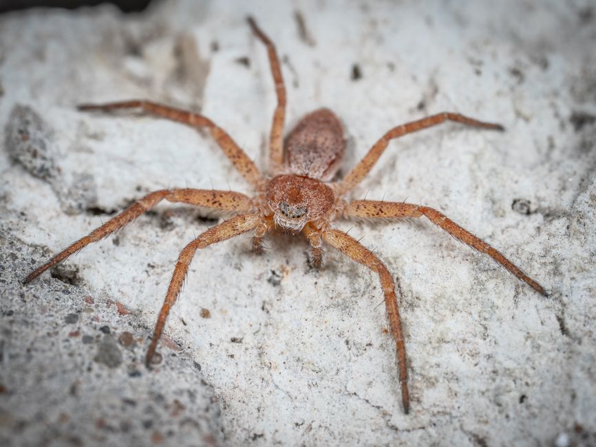 how does brown recluse venom work in the body