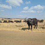 how long can buffalo give milk without being pregnant