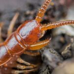 how long can centipedes live without food