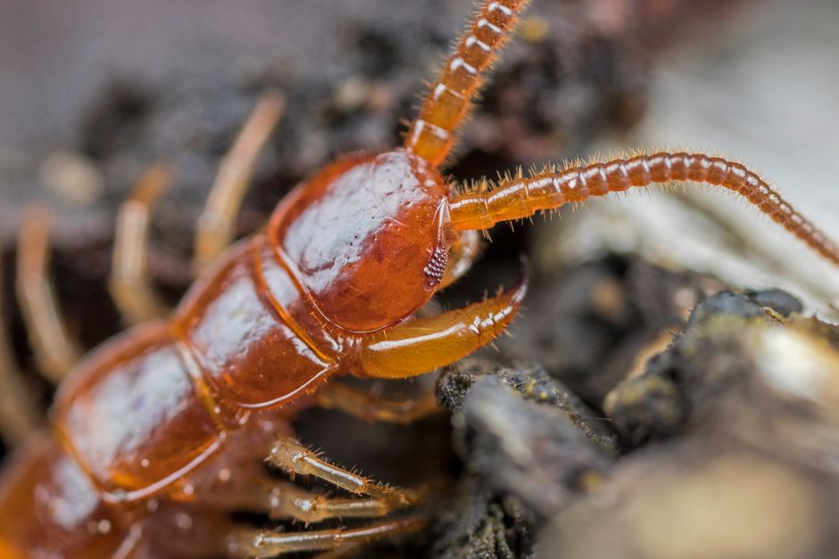 how long can centipedes live without food