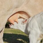 how long can colostrum stay out