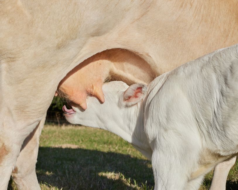 how long can colostrum stay out