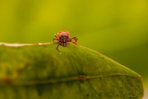 How Long Do Fleas Live On Humans? Facts 1 how long do fleas live on humans