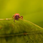 how long do fleas live without a host
