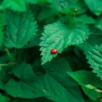 how long do ladybugs live from egg to adult