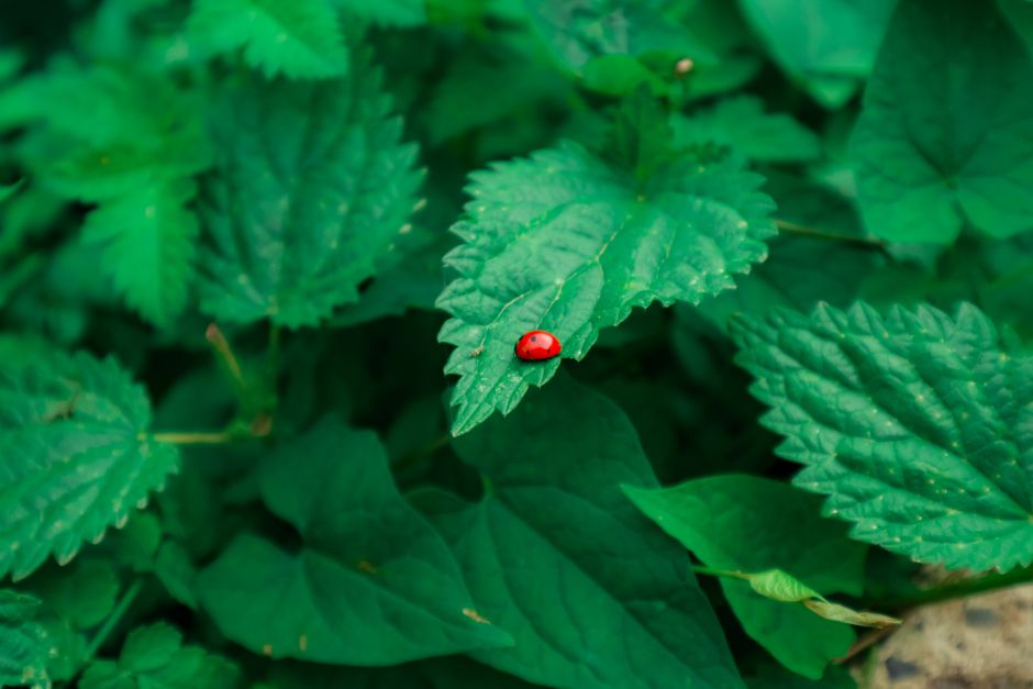 how long do ladybugs live from egg to adult