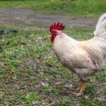 how long does chicken last frozen