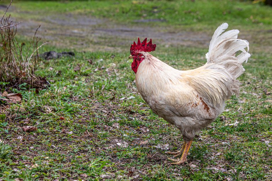 how long does chicken last frozen