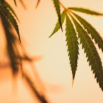how long does sativa thc stay in your system