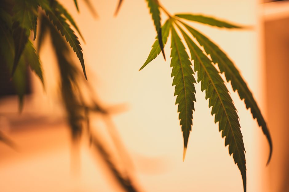 how long does sativa thc stay in your system