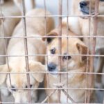 how long is kennel cough contagious