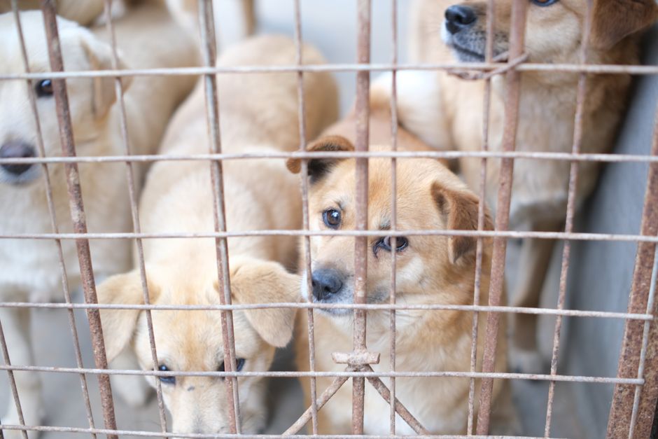 how long is kennel cough contagious