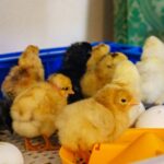 how long is the flu incubation