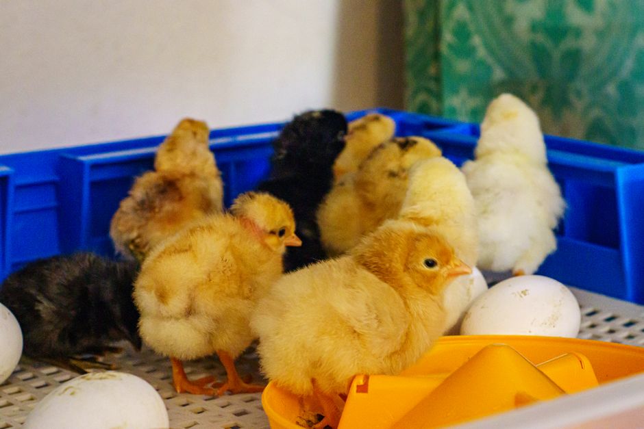how long is the flu incubation