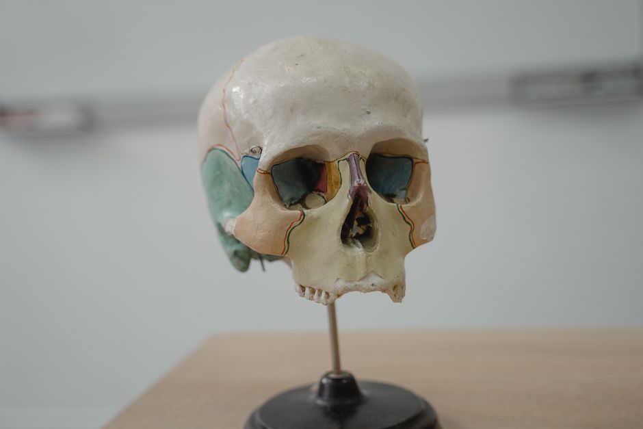 how many bones are in cranium