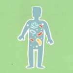 how many cells are in the human body