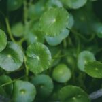 how much cilantro to eat for health benefits