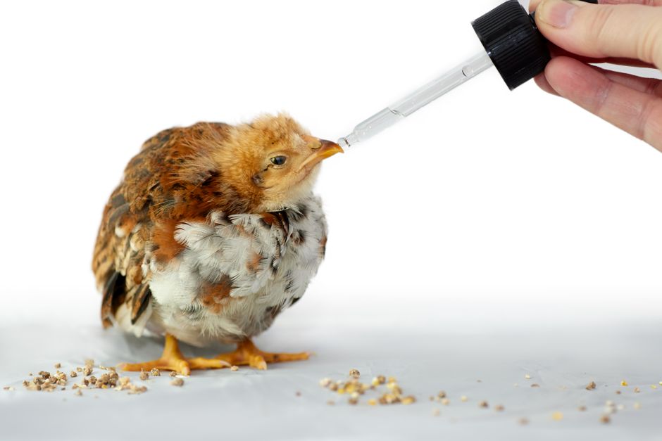 how much is 3 ounces of chicken