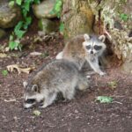 how often do baby raccoons eat in the wild