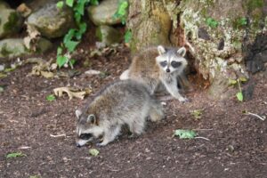 How Often Do Baby Raccoons Eat In The Wild? 3 how often do baby raccoons eat in the wild