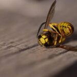 how ovipositors work from egg laying to stingers