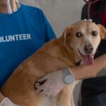 how to become a veterinary practice manager paths pay