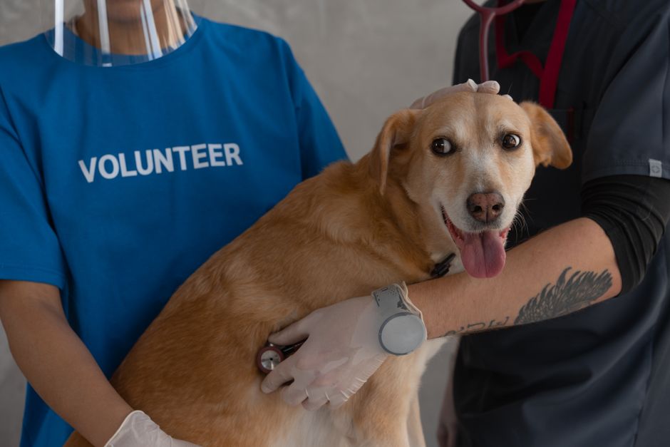 how to become a veterinary practice manager paths pay